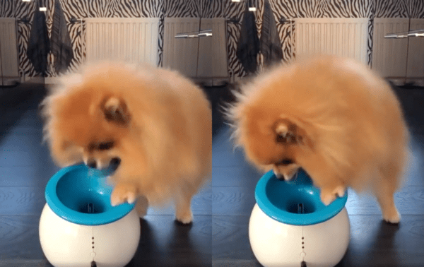 출처 : Reddit / 공을 물어와 직접 장난감에 넣는 포메라니안