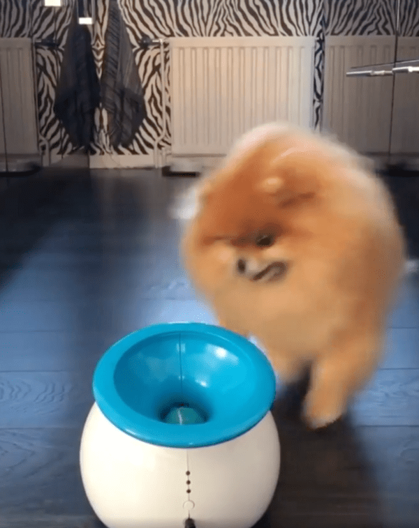 출처 : Reddit / 공이 나오기를 기다리는 포메라니안