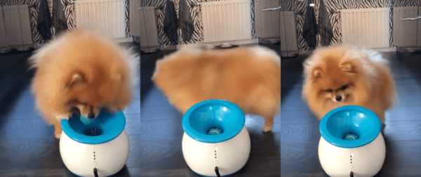 출처 : Reddit / 공을 넣고 빙글 도는 포메라니안
