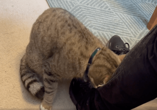 출처 : Reddit / 다시는 이렇게 오래 떨어지지 말자는 고양이의 모습