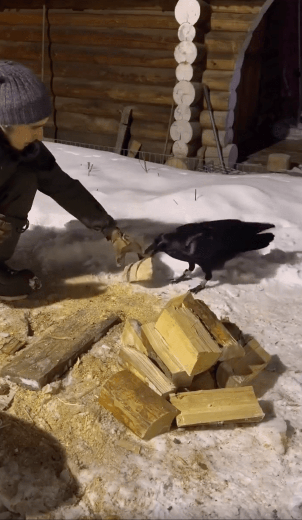 출처 : Reddit / 장작을 물어오는 까마귀