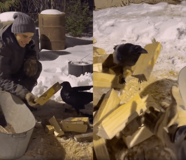 수정 : Reddit / 장작을 받고 흐뭇한 사람과 장작을 넘겨주는 까마귀