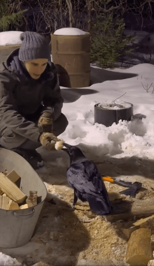 출처 : Reddit / 많은 노동 뒤에 빵을 받는 까마귀