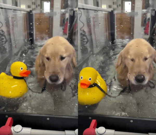 출처 : Reddit / 오리 인형을 너무 좋아할 듯한 헨리