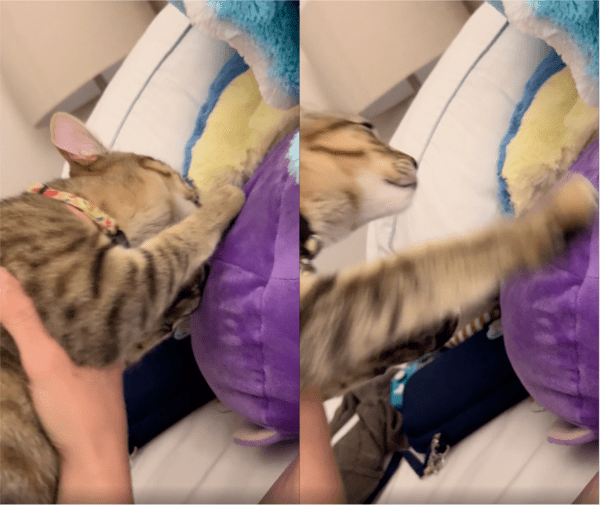 출처: Reddit / 주인의 저지에 뒤로 물러날 수밖에 없는 고양이