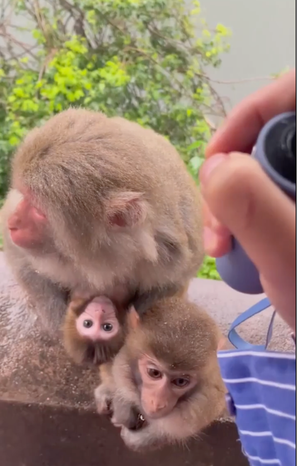 출처: Reddit / 우산 아래서 비를 피하는 원숭이 가족