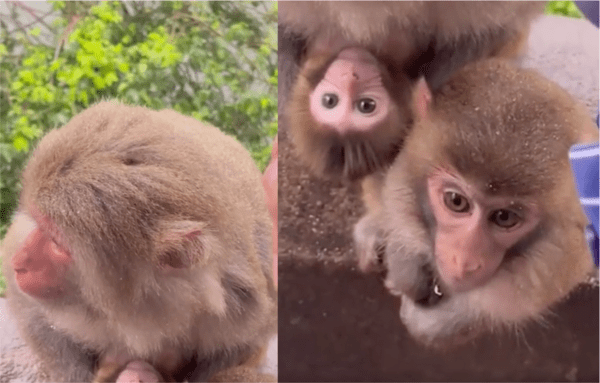 출처: Reddit / 걱정스러운 눈빛과 호기심 가득한 눈빛