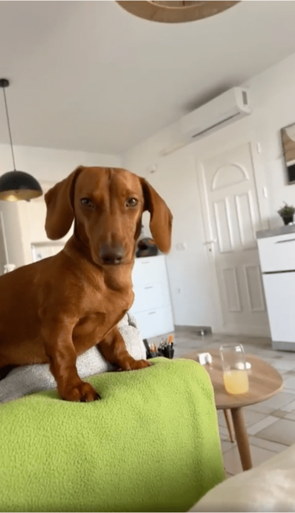 출처: Reddit / 안 잔 척 하는 강아지