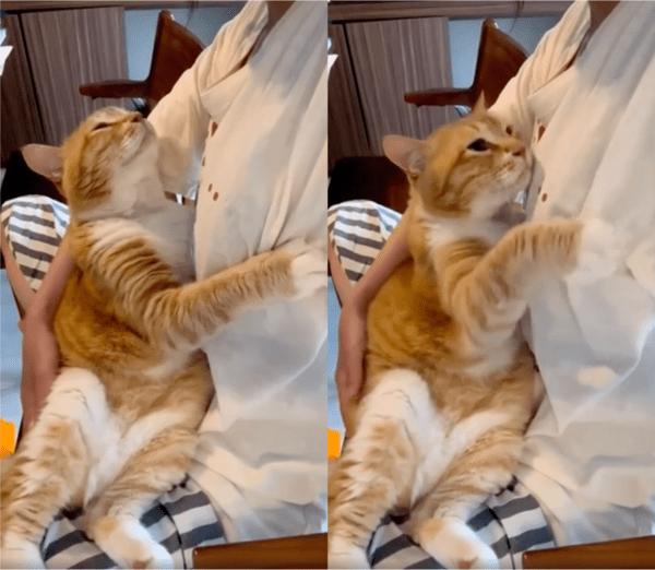 출처: Reddit / 주인 품에 아기처럼 안겨있는 고양이