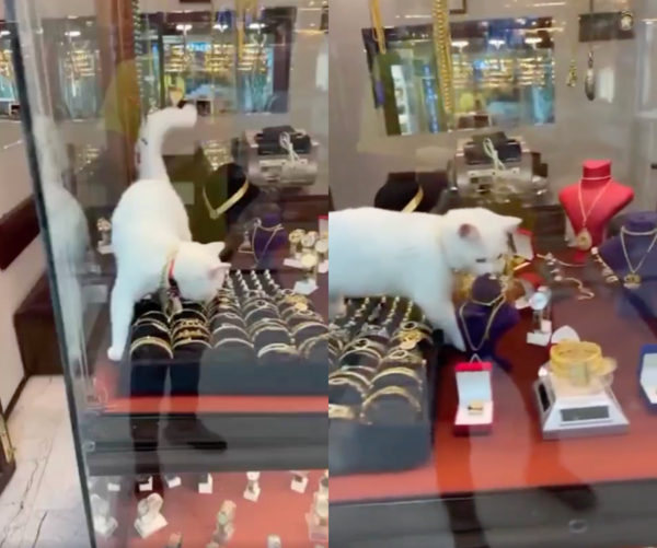 출처 : Reddit / 보석 가게 안 진열장에 있는 고양이