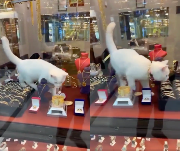 출처 : Reddit / 어느 보석이 자기에게 더 잘 어울릴지 보는 듯한 고양이