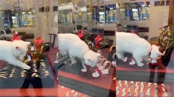 출처 : Reddit / 이것도 좋고 저것도 좋은 고양이