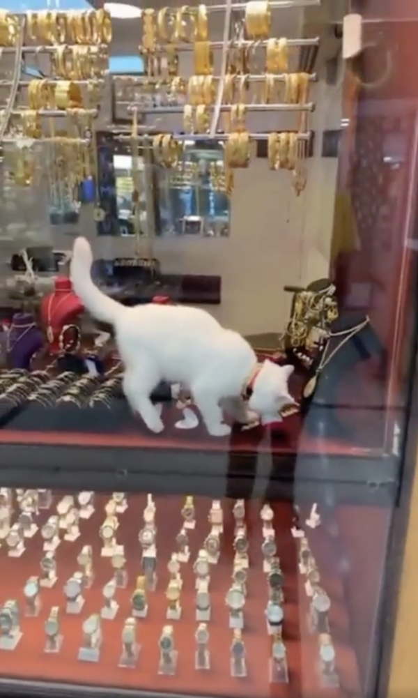 출처 : Reddit / 마지막으로 시계를 고른 듯한 고양이