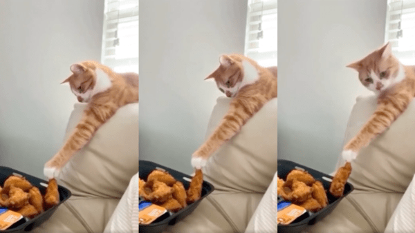 출처 : Reddit / 치킨을 천천히 들어 올리는 고양이