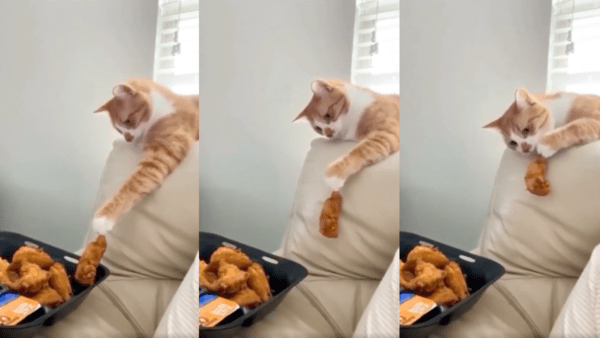 출처 : Reddit / 치킨을 입에 가져가는 고양이