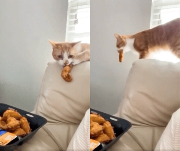 출처 : Reddit / 치킨을 입에 물자마자, 자리를 뜨는 고양이