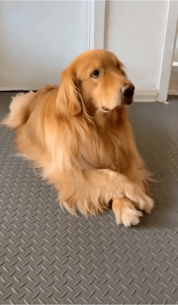 출처: Reddit / '주인.. 눈치 못 챘겠지..?'