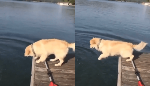 출처 : Reddit / 엄마가 물에 빠지자, 즉각 반응하는 골든 리트리버