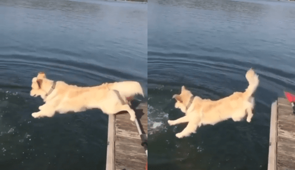 출처 : Reddit / 엄마를 구하러 물에 뛰어 들어간 리트리버