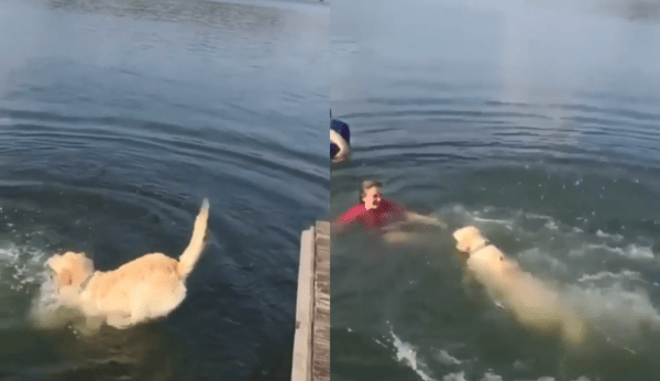 출처 : Reddit / 호수에 들어가자마자 엄마에게 향하는 리트리버와 그런 리트리버가 뿌듯한 주인