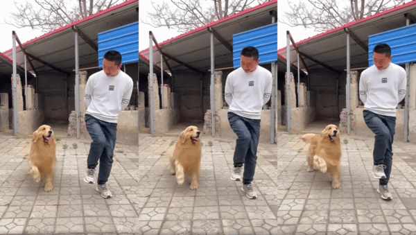 출처 : Reddit / 좌우 스텝을 바꾸며 앞으로 전진하는 리트리버와 주인