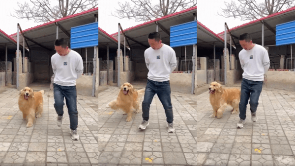 출처 : Reddit / 주인과 함께 춤을 추는 듯 스텝을 밟는 골든 리트리버