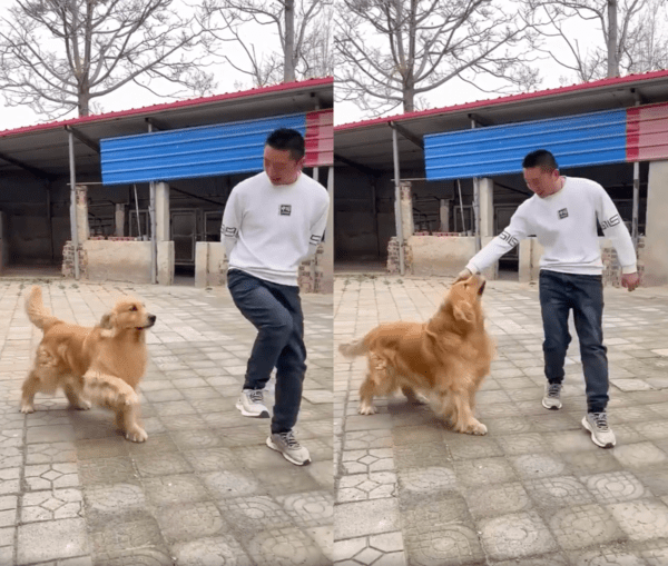 출처 : Reddit / 주인과 함께 스텝을 밟고 칭찬받는 리트리버