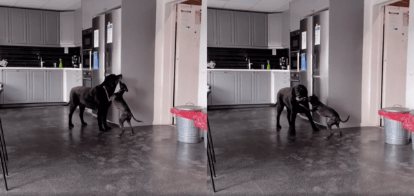 출처 : Reddit / 친구가 너무 좋은 아이쥐와 그가 귀찮은 대형견