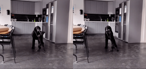 출처 : Reddit / 계속 뽀뽀하려는 아이쥐와 그가 너무 귀찮은 대형견