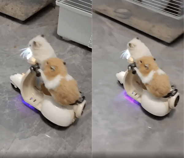 출처 : Reddit / 작은 스쿠터에 타고 있는 두 마리의 햄스터