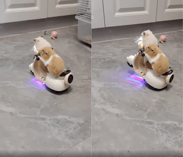 출처 : Reddit / 스쿠터를 타다 막다른 길에 도달한 햄스터들