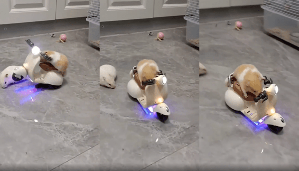 출처 : Reddit / 떨어진 한 마리를 두고 떠나버리는 햄스터