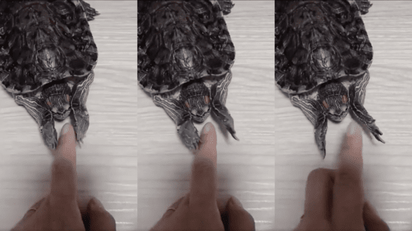 출처 : Reddit / 사람 손가락을 두드리는 거북이