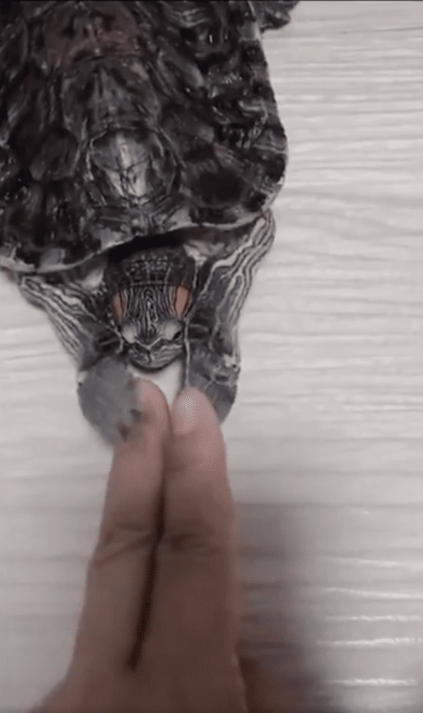 출처 : Reddit / 사람과 소통하는 듯한 거북이