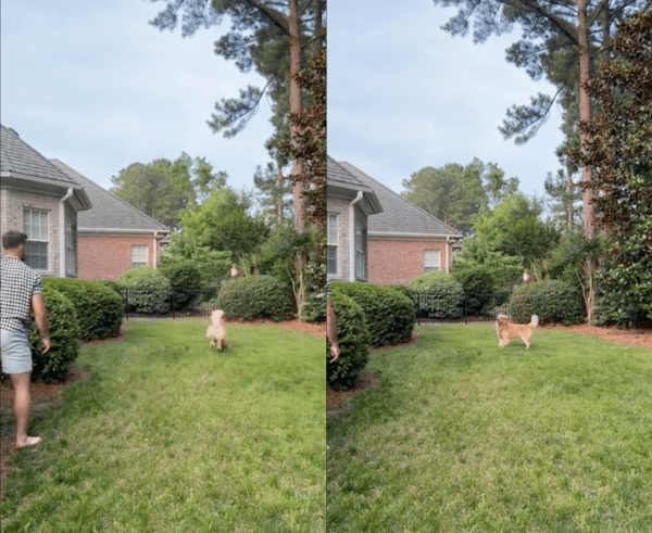 출처 : Reddit / 원반을 까먹은 듯 멈춰 선 리트리버