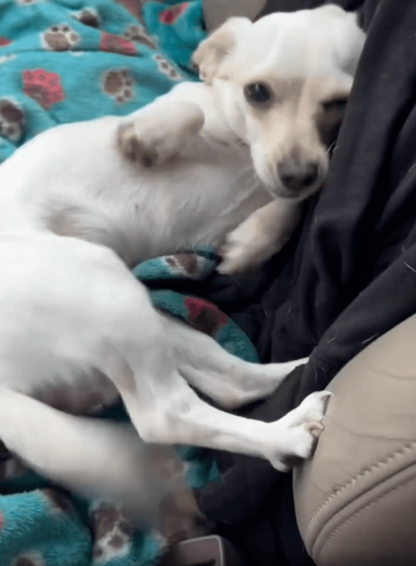 출처 : Reddit / 주인이 다가오자, 애교를 부리는 강아지