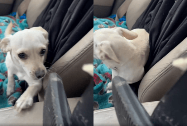 출처 : Reddit / 주인이 슬리퍼를 들고 혼내려고 하자 뒤돌아버리는 강아지