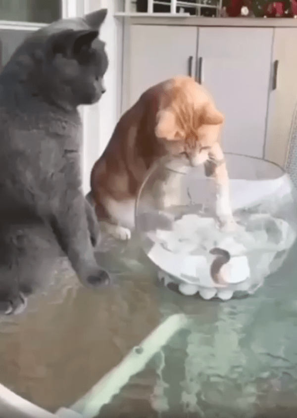 출처 : Reddit / 물고기를 만지려는 치즈냥이와 그를 바라보고 있는 러시안블루 고양이