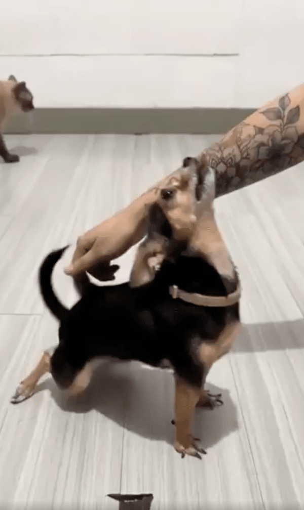 출처 : Reddit / 주인이 등을 긁어주자, 너무 기분 좋은 강아지