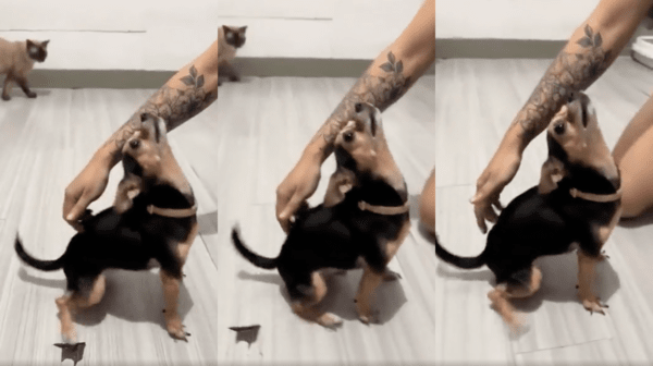 출처 : Reddit / 등 긁어주는 주인 쪽으로 자연스럽게 앞으로 나가는 강아지