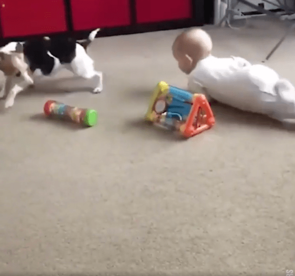 출처 : Reddit / 아기가 잘 따라오고 있나 확인하는 강아지