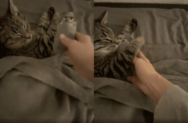 출처 : Reddit / 자고 있는 고양이에게 쥐 인형을 가져다주는 주인