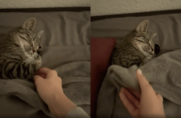 출처 : Reddit / 쥐 인형을 꼭 껴안은 고양이에게 이불을 덮어주는 주인