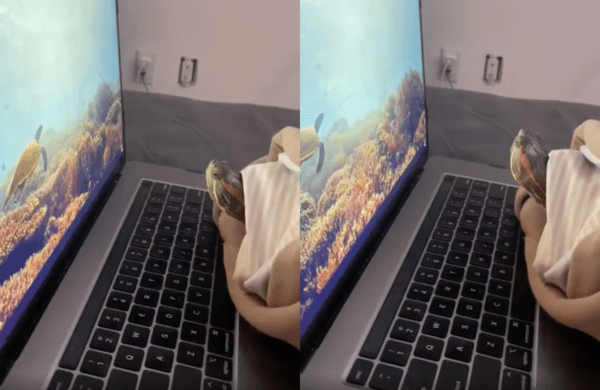 출처 : Reddit / 노트북의 바다 속 풍경을 보고 있는 거북이