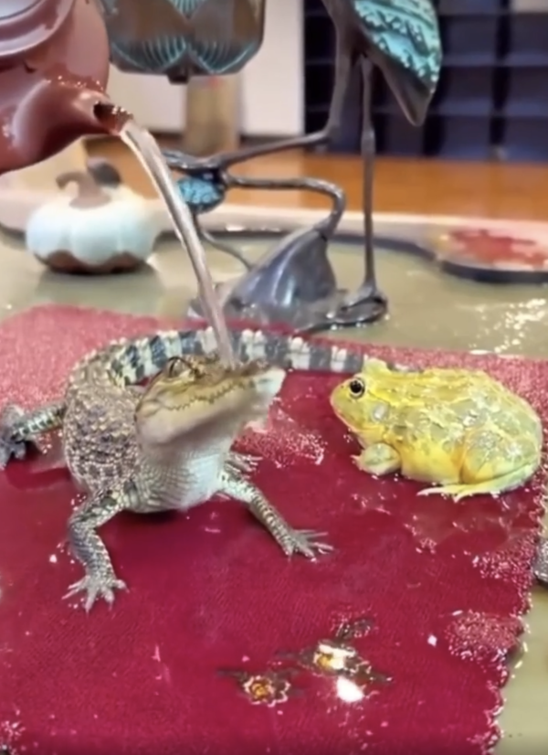 출처 : Reddit / 눈을 번쩍 뜨며 점점 몸을 일으키는 악어