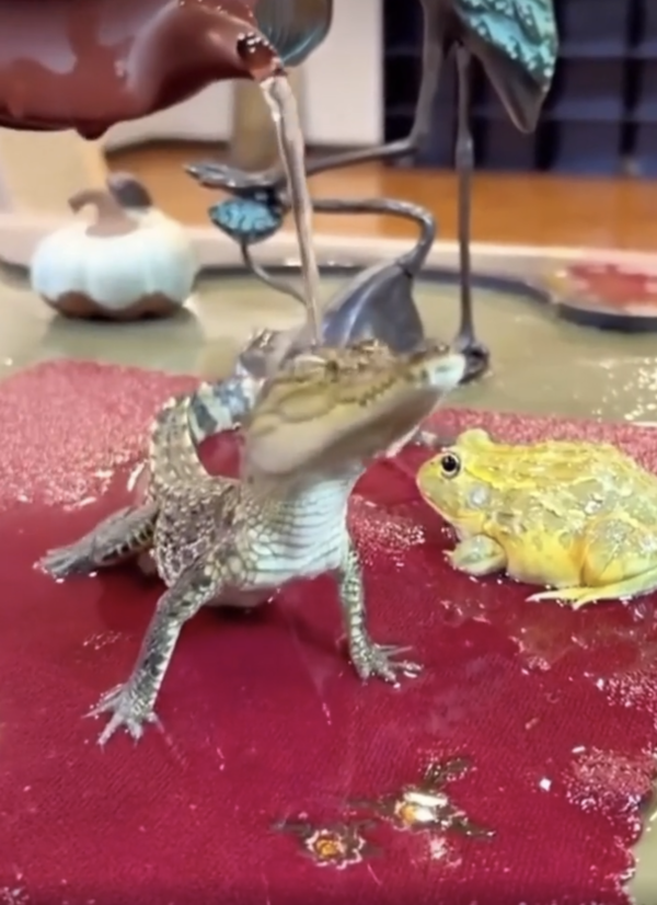 출처 : Reddit / 몸을 쭉 뻗으며 자기 기분을 표현하는 악어