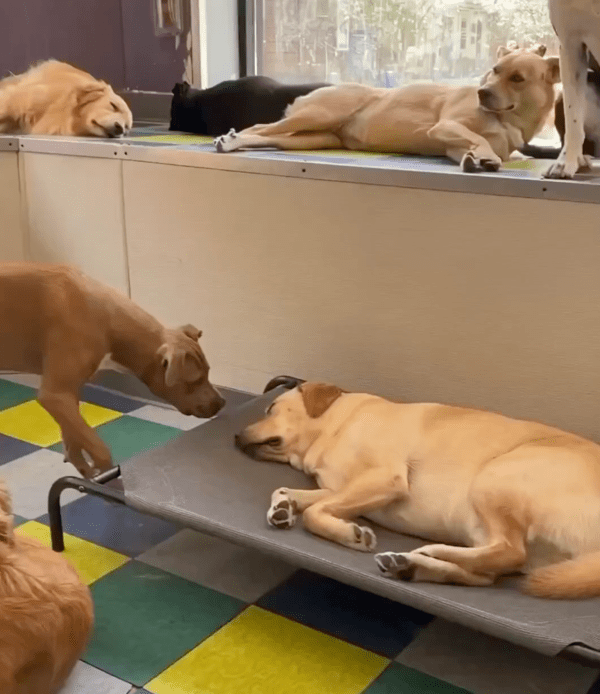 출처 : Reddit / 잠꼬대가 심한 친구와 그를 바라보는 두 강아지들