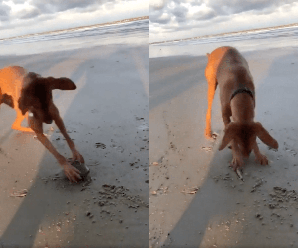 출처 : Reddit / 앞발로 조개를 계속 긁는 비즐라