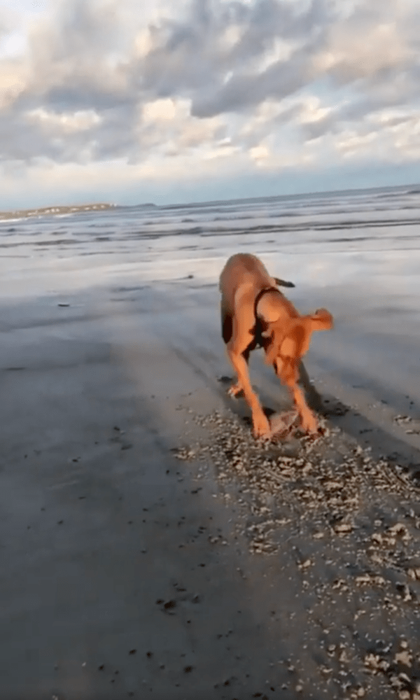 출처 : Reddit / 요 안에 무엇이 있을까? 궁금한 비즐라