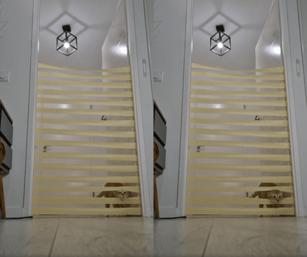 출처 : Reddit / 테이프 사이로 얼굴을 밀어 넣는 고양이